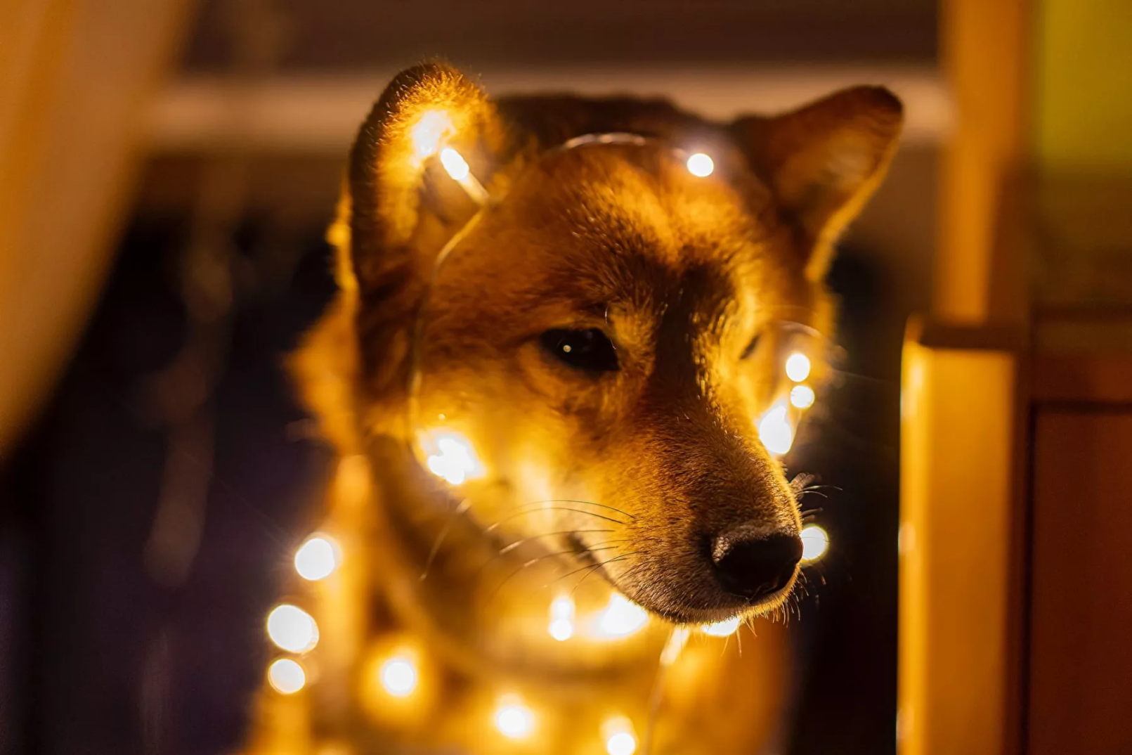 Shiba Inu stijgt in 1 dag met meer dan 45% naar nieuwe ATH