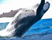 XRP whale haalt $14 miljoen van exchange af