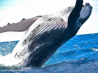 Ethereum-Whale koopt $3,6 miljoen aan Shiba Inu op