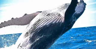 XRP whale haalt $14 miljoen van exchange af