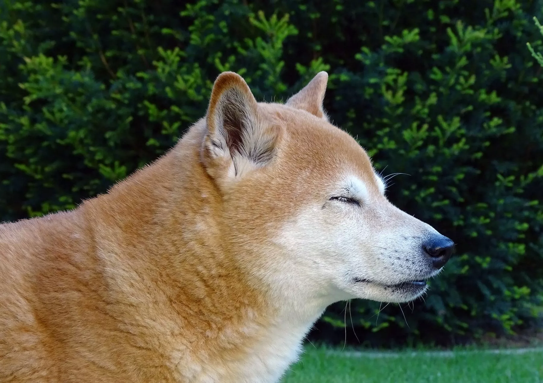 Dogecoin stelt teleur met een daling van 32% na ‘DOGE day’