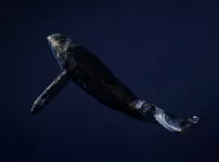 Ethereum-whale koopt 47 miljard Shiba Inu-tokens