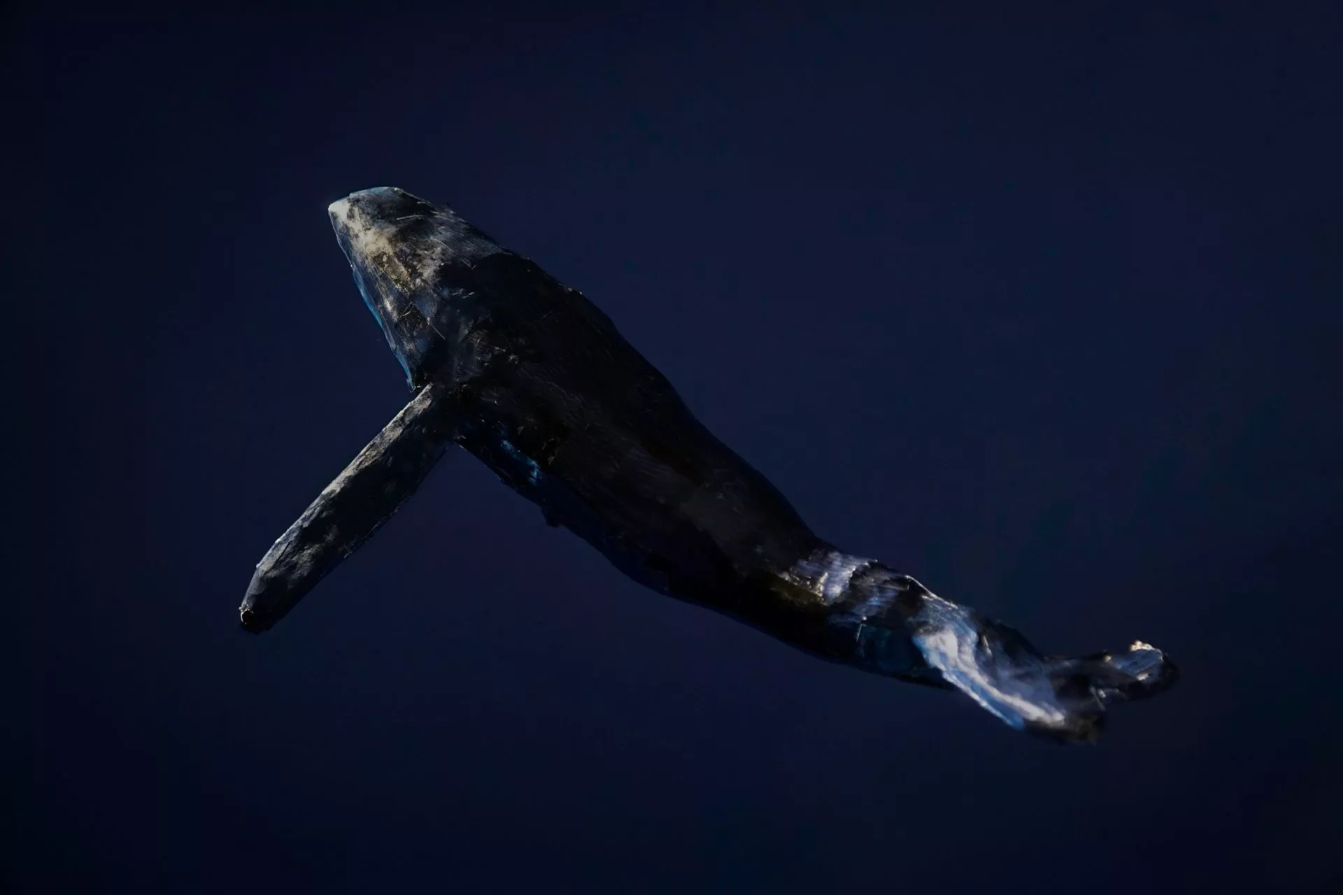 Shiba Inu whales beheersen 26% van de totale voorraad