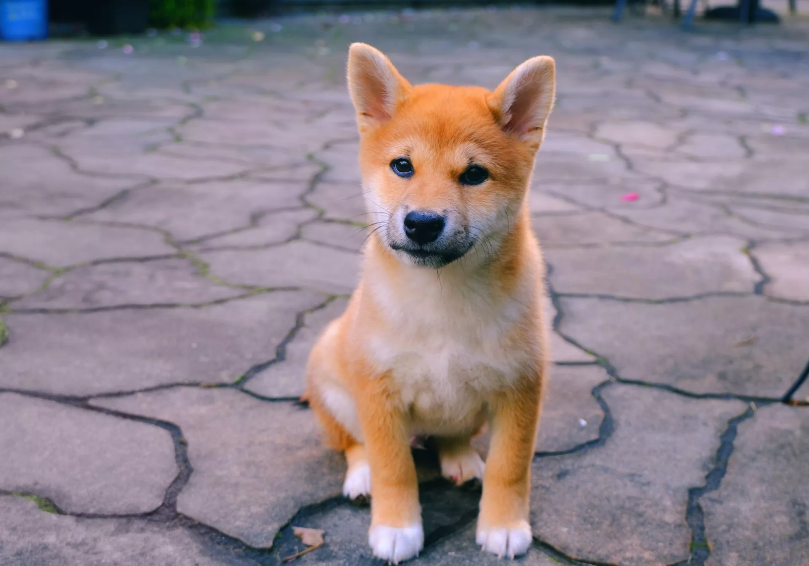 Waarom stijgt de Shiba Inu token?