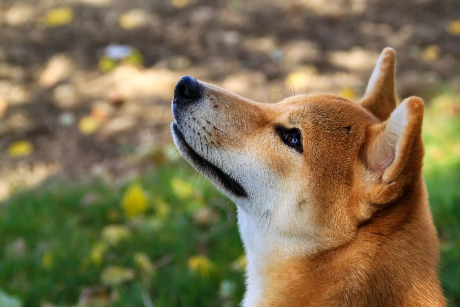 Shiba wordt toegevoegd door Coinbase prijs stijgt met 30%