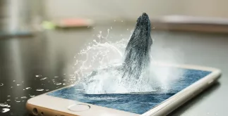 Crypto Whale ‘Gimli’ koopt 31 miljard Shiba Inu-tokens