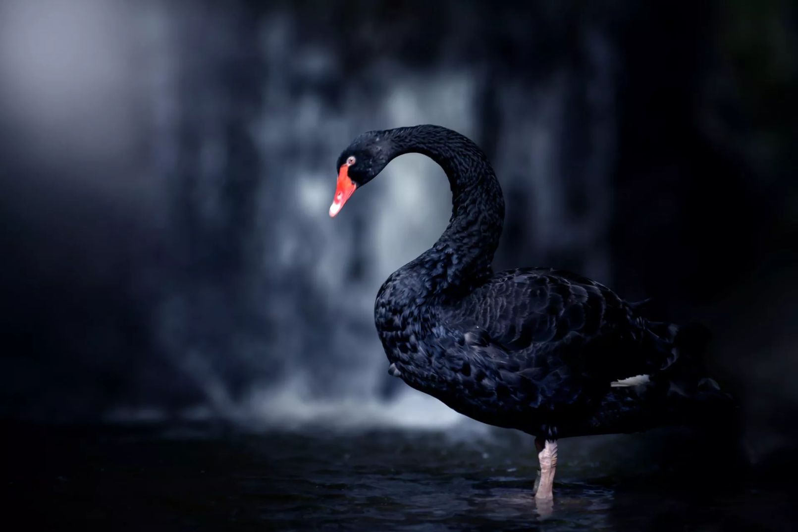 Black swan