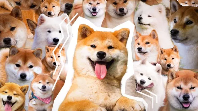 Kunnen Dogecoin (DOGE), Shiba Inu (SHIB) en Samoyed Coin Omhoogschieten? Denk Het Niet – Odyssey