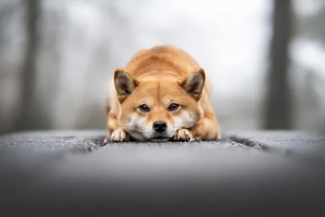 Shiba Inu warnt vor Betrügern: „Achten Sie darauf, wen Sie retweeten“