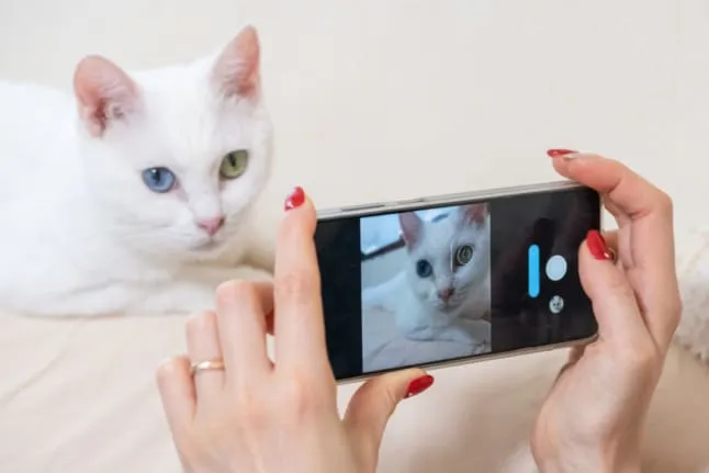 Früher Hyperliquid-Nutzer erhält ‚digitale Katze‘ im Wert von 398.000 Euro