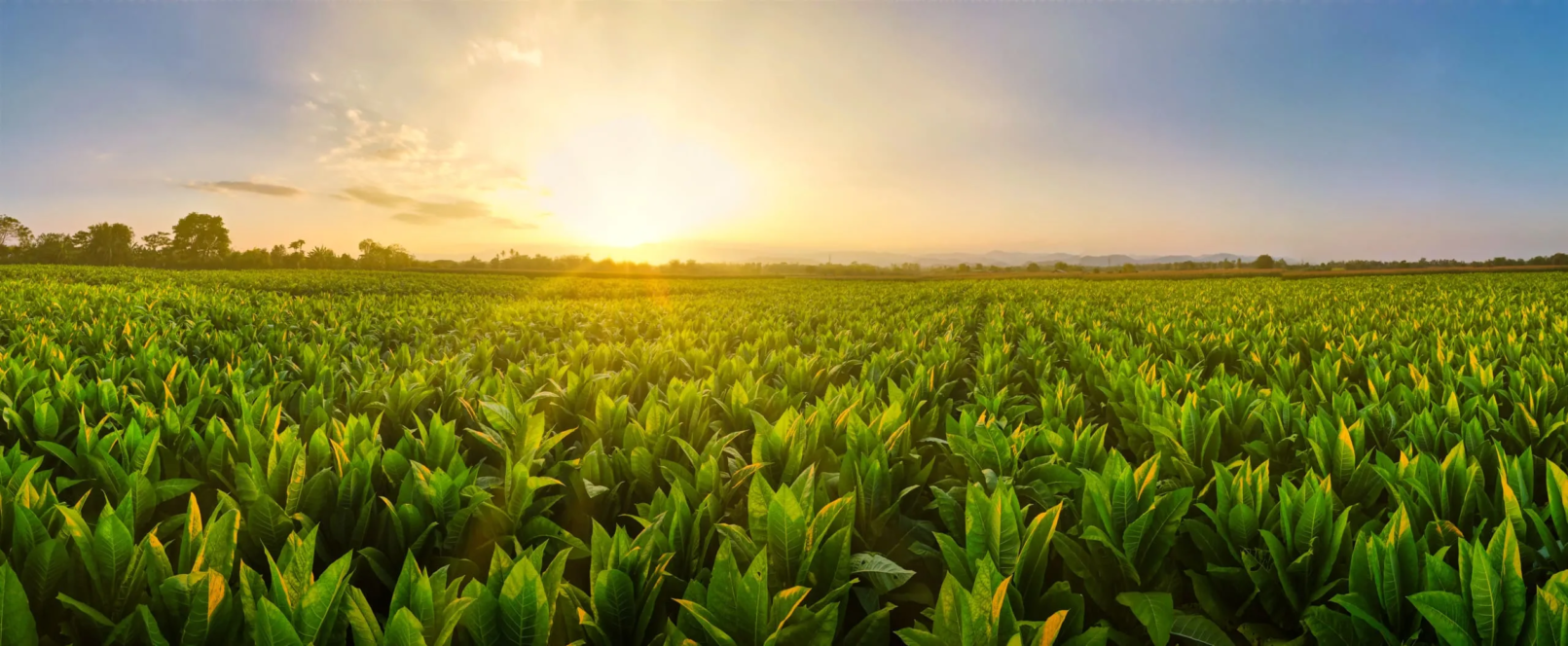 Tobacco fields panorama