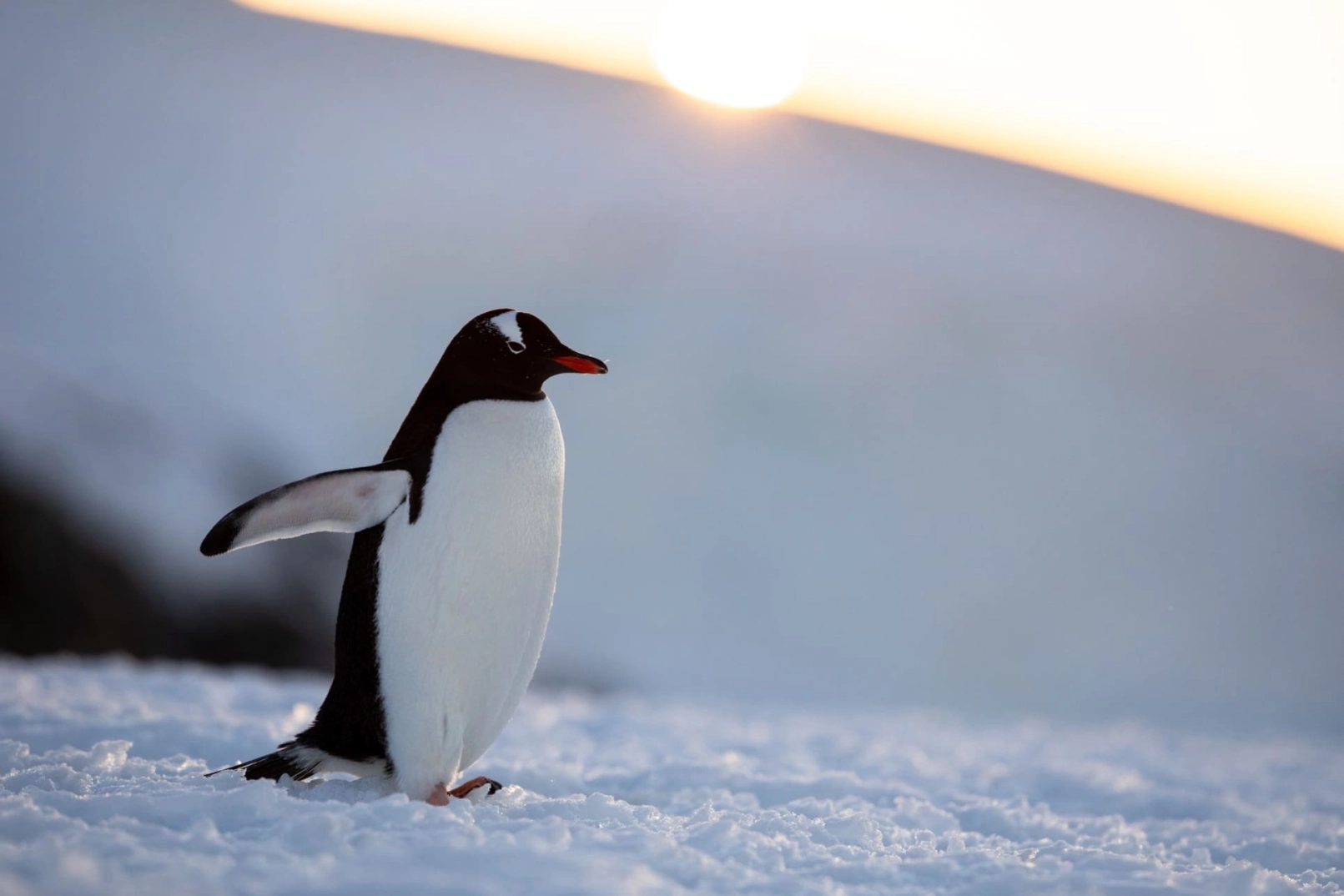 Pinguin