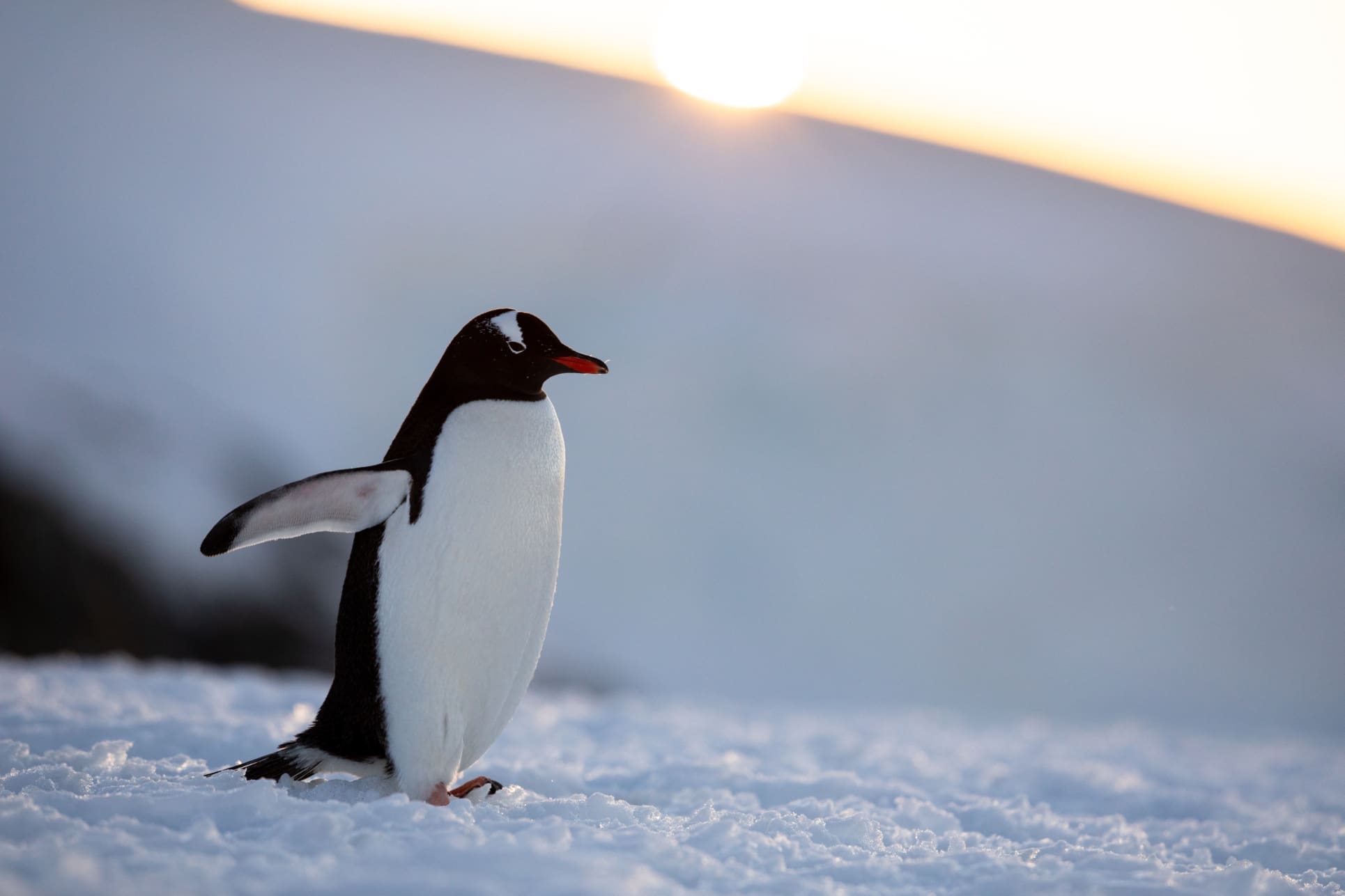Pudgy-Penguins-erreicht-mit-dem-Target-Deal-Millionen-Kunden