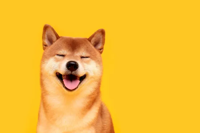 Shiba-Inu-Kurs steigt um 36 Prozent: Südkorea spielt wohl Schlüsselrolle