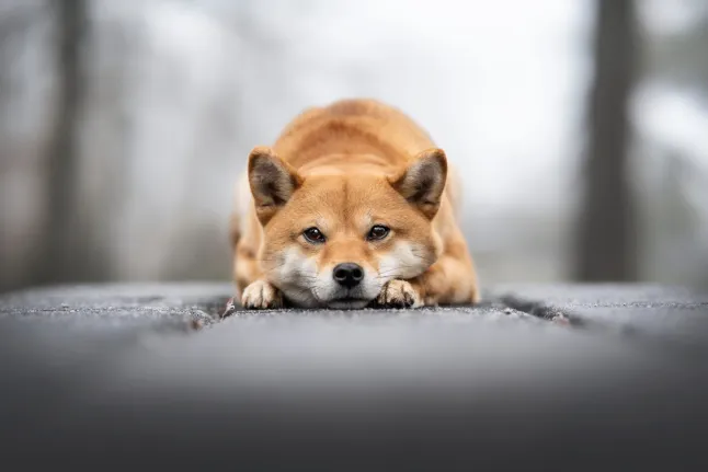 Shiba Inu: Börsenbestände brechen ein – warum der Kurs nicht reagiert