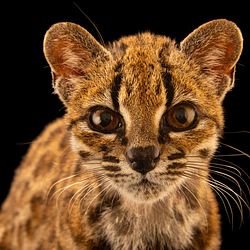 Live Leopardus Tilcayo Kurs In Euro Und Dollar Newsbit de