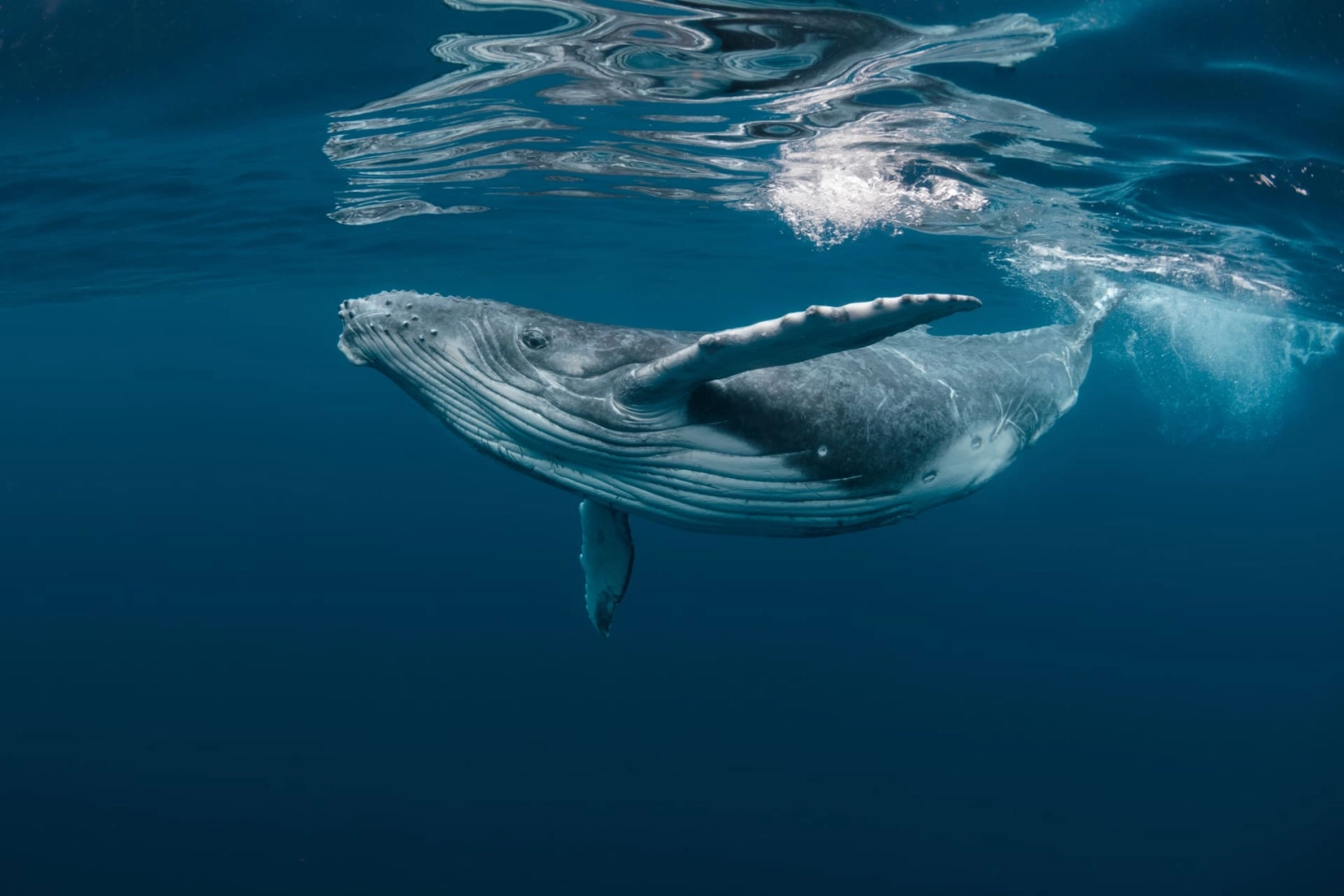 Ballena