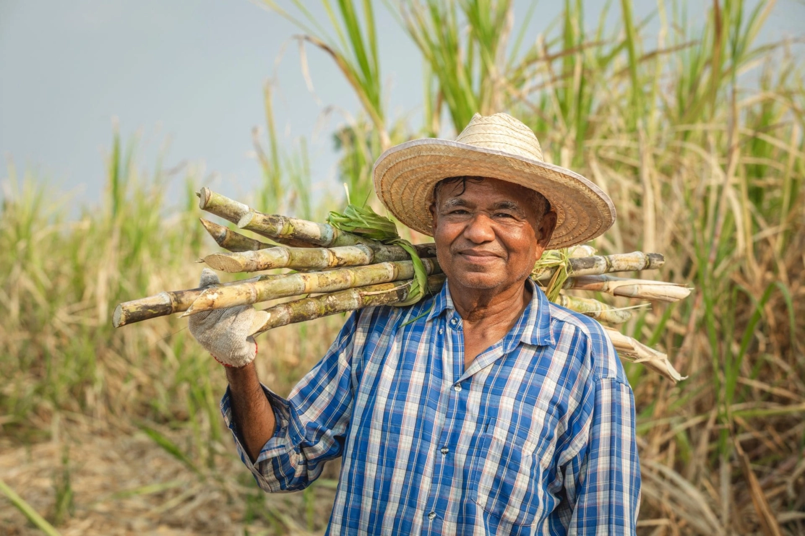 agricultor de caña de azúcar